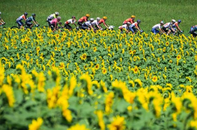 Cyclists ride past sunflowers