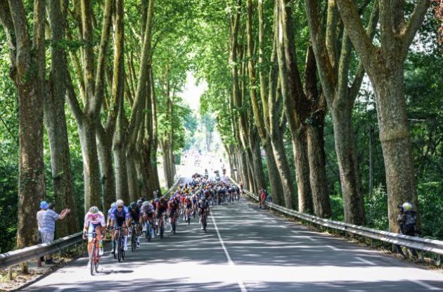 Tour de France peloton rides under sycamore trees