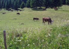 Ferdinand the Bull's family grazing in the wild flowers. Picture by Thomson Bike Tours.