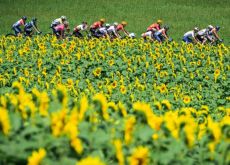 Cyclists ride past sunflowers