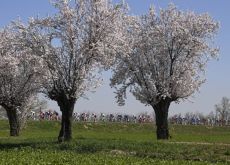 Cyclists riding past flowering trees during Italian spring