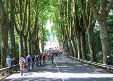 Tour de France peloton rides under sycamore trees